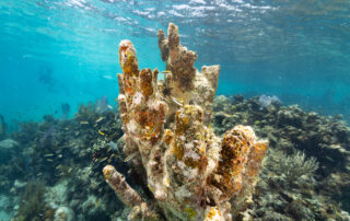 what-is-a-coral-reef?