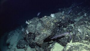 next-generation-water-satellite-maps-seafloor-from-space