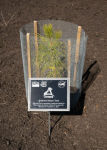 nasa-langley-dedicates-artemis-moon-tree