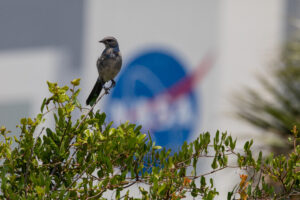 scrub-jay-at-the-vehicle-assembly-building