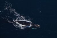 nasa-data-helps-map-tiny-plankton-that-feed-giant-right-whales