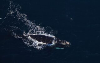 nasa-data-helps-map-tiny-plankton-that-feed-giant-right-whales
