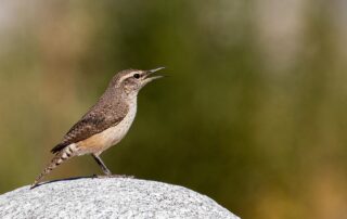 nasa-assisted-scientists-get-bird’s-eye-view-of-population-status
