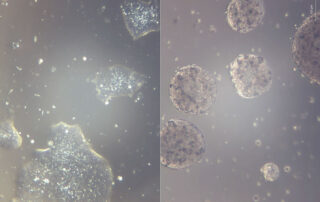 nasa’s-spacex-crew-11-mission-gears-up-for-space-station-research