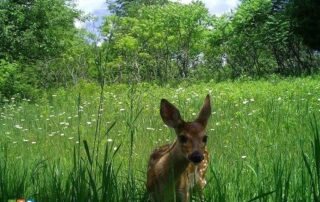 snapshot-wisconsin-celebrates-10-years-and-100-million-photos-collected!