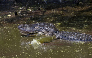 alligator-goes-for-a-swim