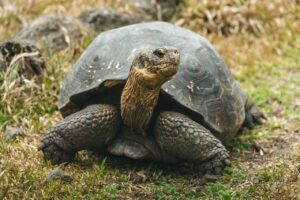 nasa-is-helping-bring-giant-tortoises-back-to-the-galapagos