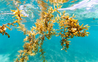 usbr-halt-the-hitchhiker:-invasive-species-challenge