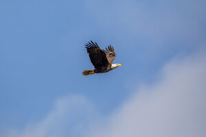 american-bald-eagle-at-nasa’s-kennedy-space-center