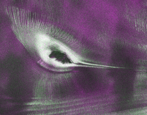 nisar’s-l-band-radar-reveals-‘hummingbird’-in-antarctica