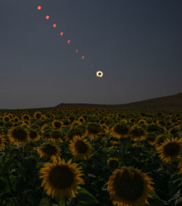 total-solar-eclipse-in-sunflower-field