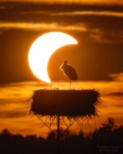 apod:-2026-september-3-–-the-eclipse-and-the-stork