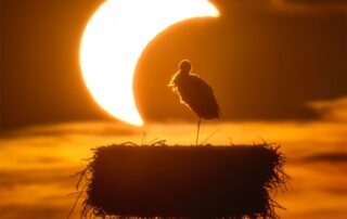 apod:-2026-september-3-–-the-eclipse-and-the-stork