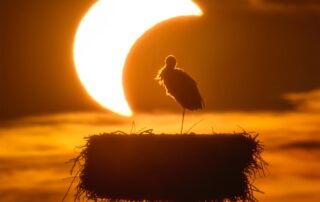 The Eclipse and the Stork